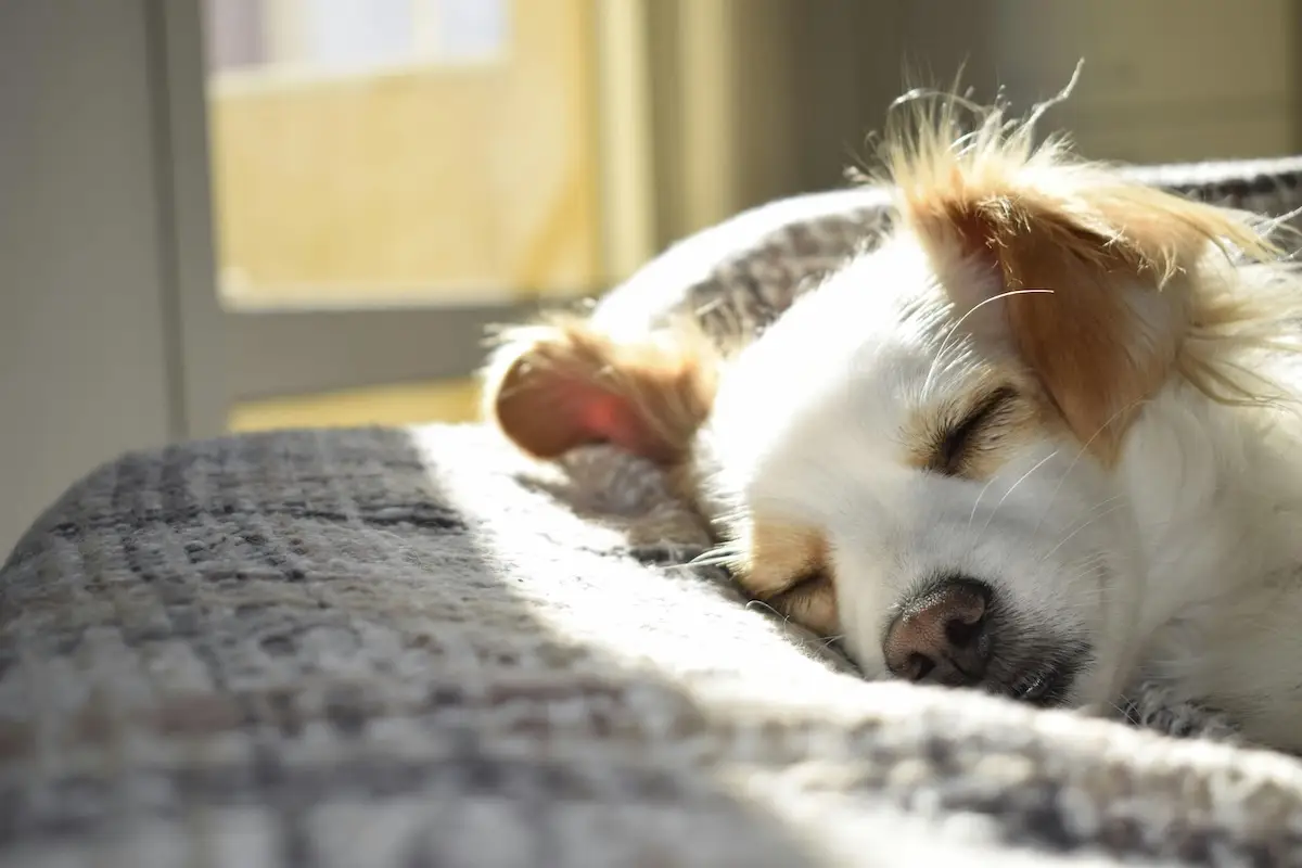 Healthy Dog