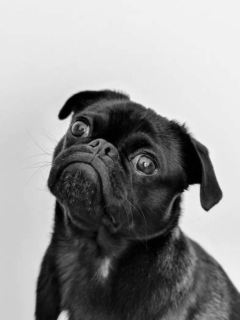 myths about probiotics for dogs