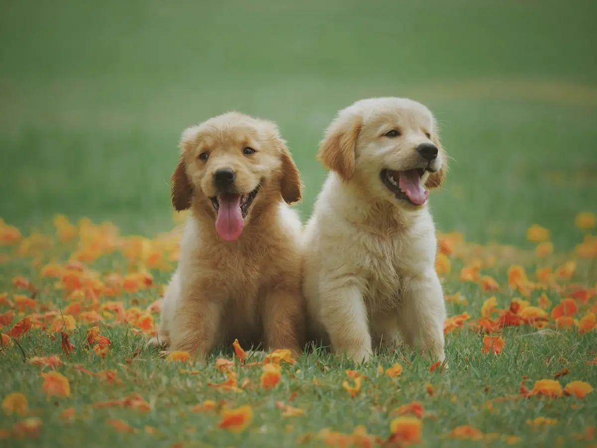Introducing Probiotics To Dogs
