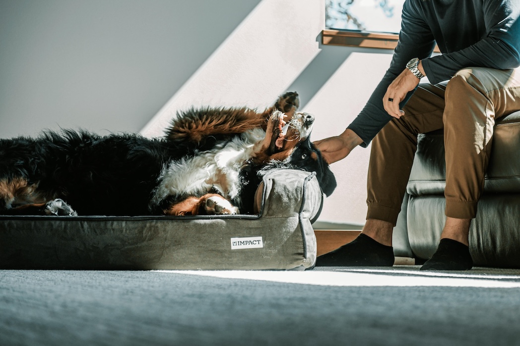 FAQs about Dog Probiotics