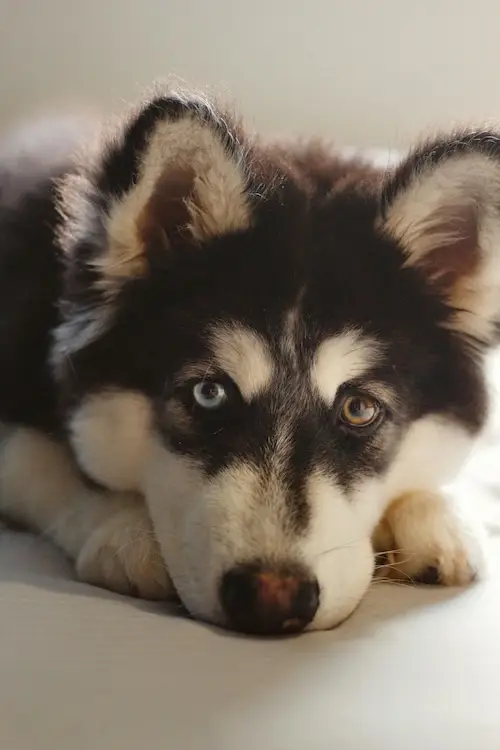 long-term benefits of dog probiotics